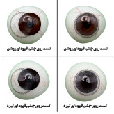 لنز چشم هرا گریس مدل Mini ava کد 09 رنگ خاکستری دورمشکی